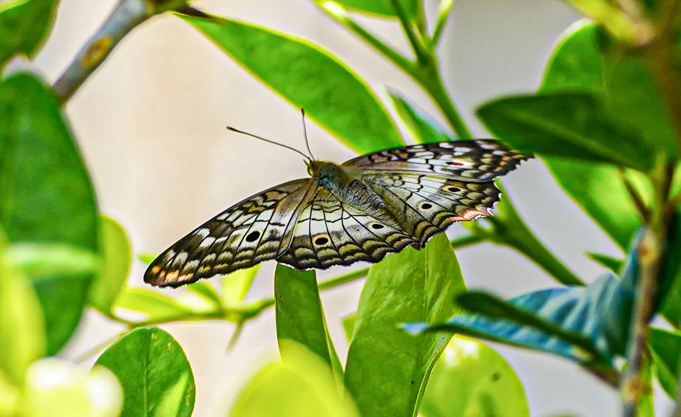 Wildlife photo